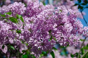 JKW_8299eweb Lilacs in Bloom.jpg
